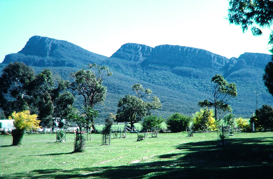 Young trees that had been planted in 1980 within the grounds of Grampians Paradise Camping and Caravan Parkland are 1 to 2 metres tall by 1984 to 1985 when this photo was taken